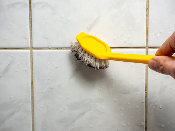 Mold Removal Process in Tama, IA