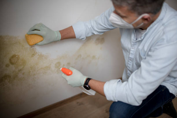 Best Mold Removal Process  in Tama, IA