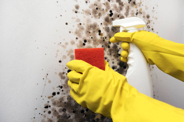 Best Attic Mold Removal  in Tama, IA
