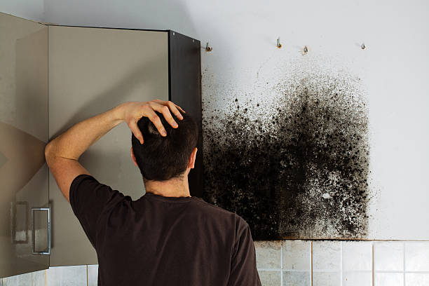 Best Commercial Mold Removal  in Tama, IA