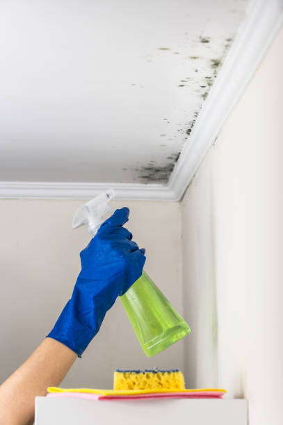 Best Attic Mold Removal  in Tama, IA